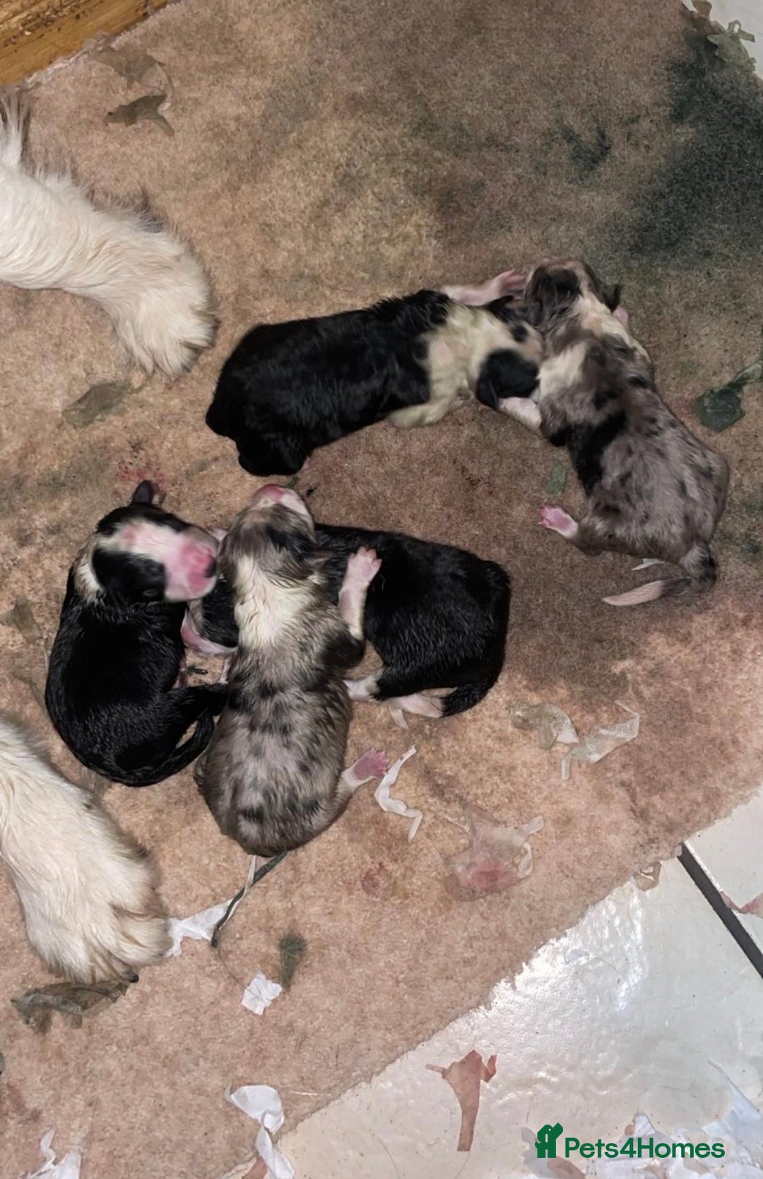 Border Collie dogs for sale: Quality KC Show Line Border Collies 🏅🧬 - Advert 7