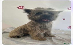 Cairn Terrier dogs for sale: Cairn terrier puppies  - Image 16