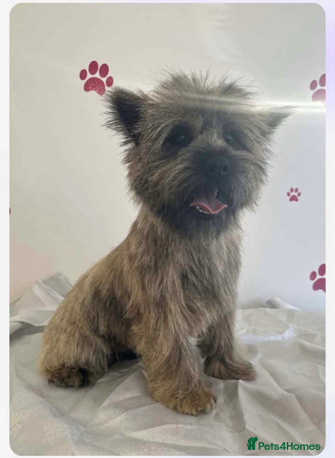 Cairn Terrier dogs for sale: Cairn terrier puppies  - Image 16