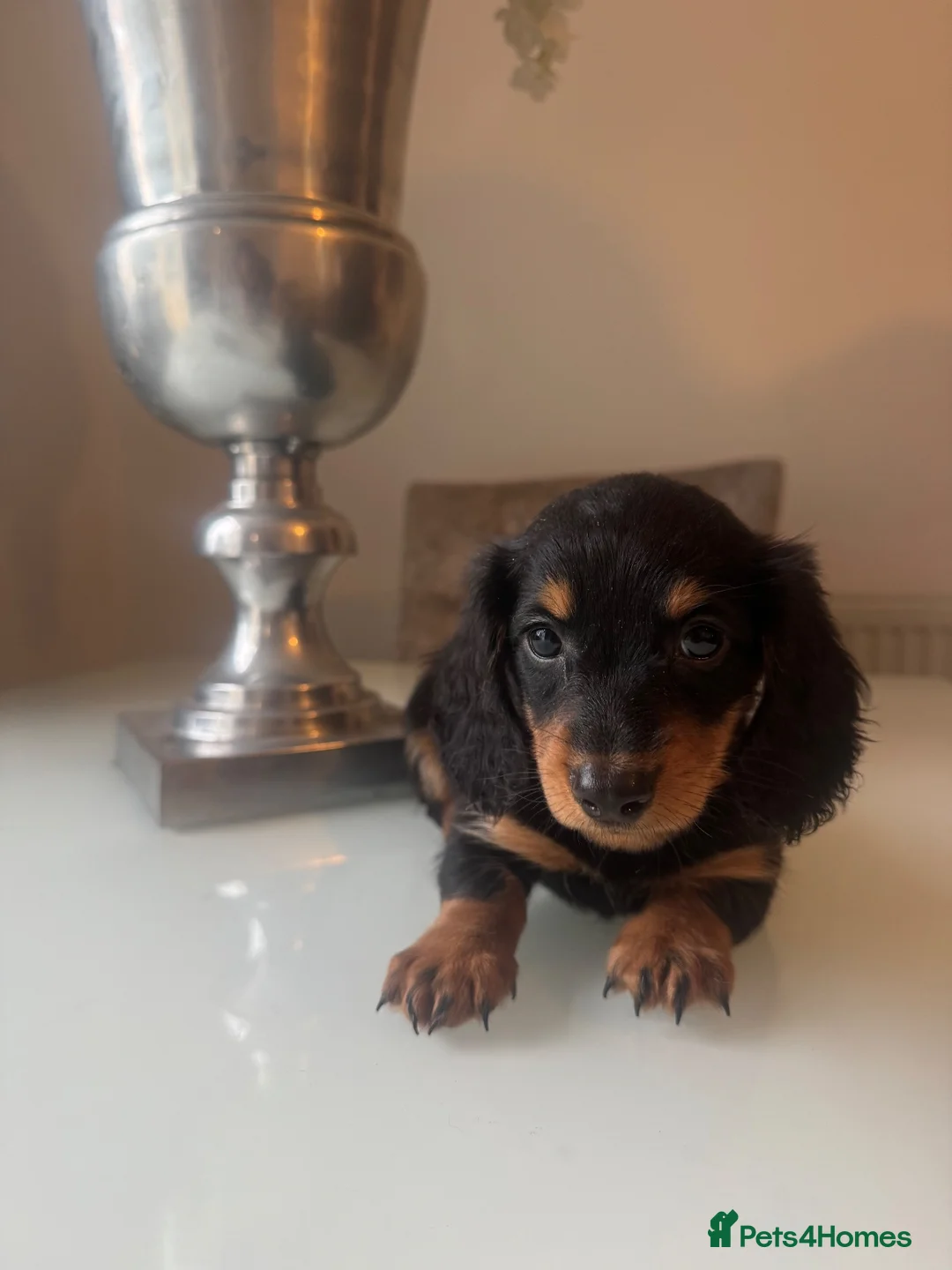 Dachshund dogs for sale: Sweet pink carrier  - Advert 2