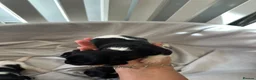 Jack Russell dogs for sale: Beautiful Jack Russell Puppies - Advert 5