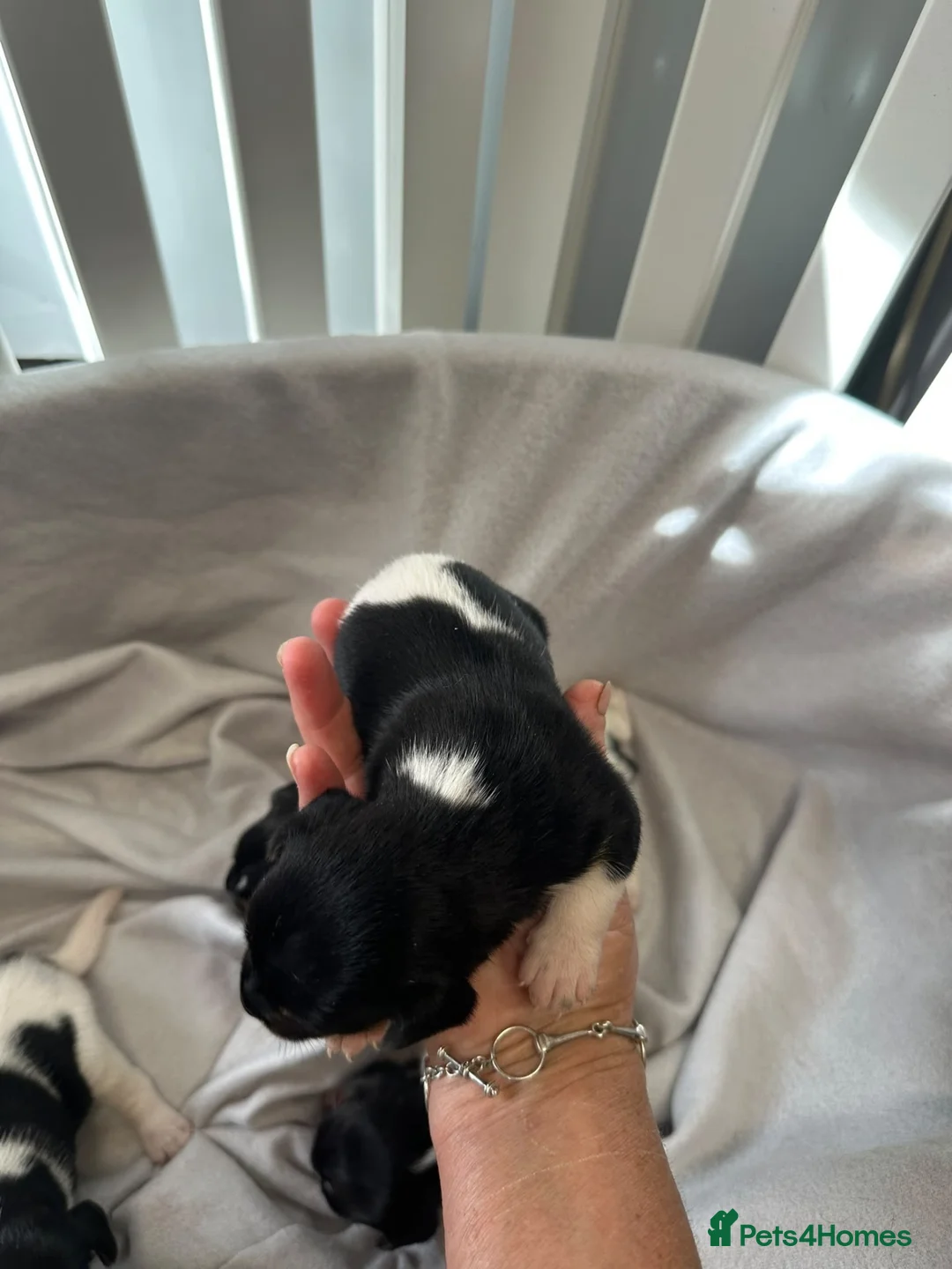 Jack Russell dogs for sale: Beautiful Jack Russell Puppies - Advert 5