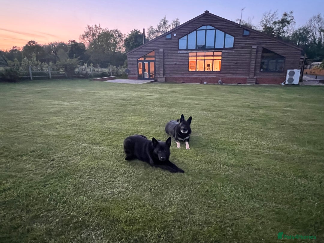 German Shepherd dogs for sale: FIVE EXCLUSIVE GSD PUPS, HOME RARED AND BRED. - Advert 2