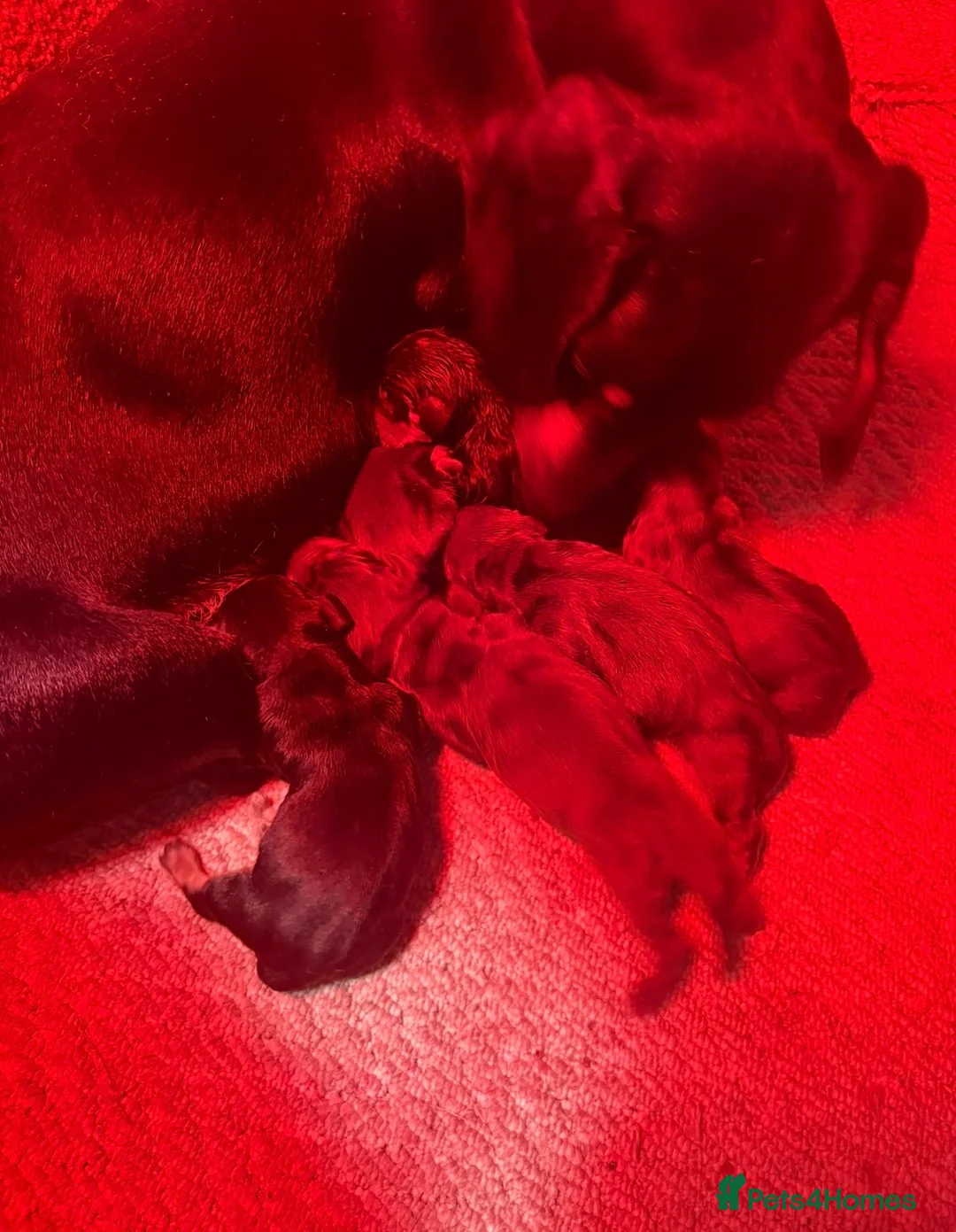 Dachshund dogs for sale: Dashound puppies  - Advert 2