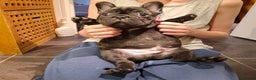 French Bulldog dogs for sale: READY TO LEAVE! An adorable puppy for sale!! 🐶💕 - Advert 4
