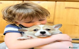 Welsh Corgi Pembroke dogs for sale: Naturally bobbed unique babies - Image 40