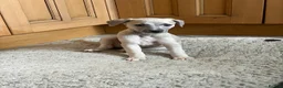 Whippet dogs for sale: Whippet Girl available - Advert 4