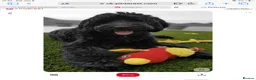 Saint Berdoodle dogs for sale: Striking and Rare Saint Bernadoodle Pups - Advert 22