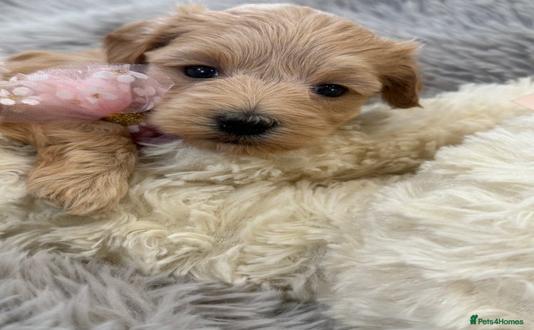 Maltipoo dogs - Advert 4