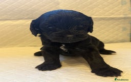 Cockapoo dogs for sale: Cockapoo F2 beautiful puppies  - Image 18