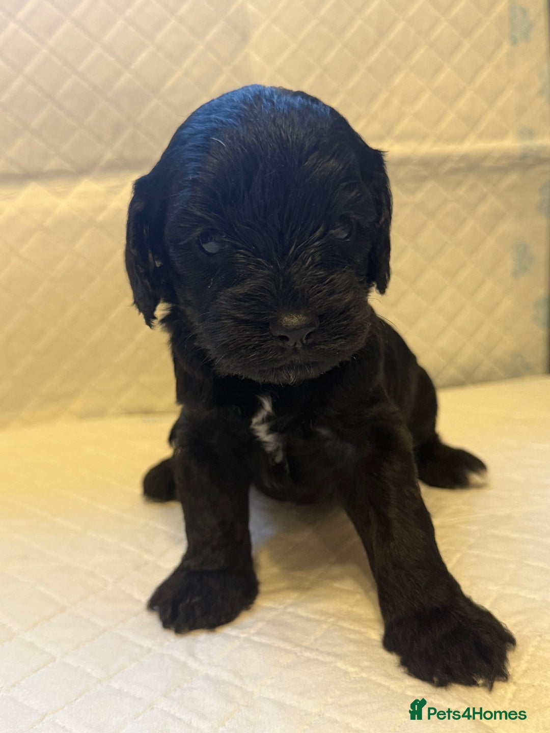 Cockapoo dogs for sale: Cockapoo F2 beautiful puppies  - Image 18