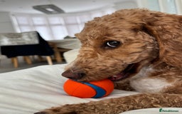 Cockapoo dogs for sale: Beautiful 3 year old female cockapoo - Image 2