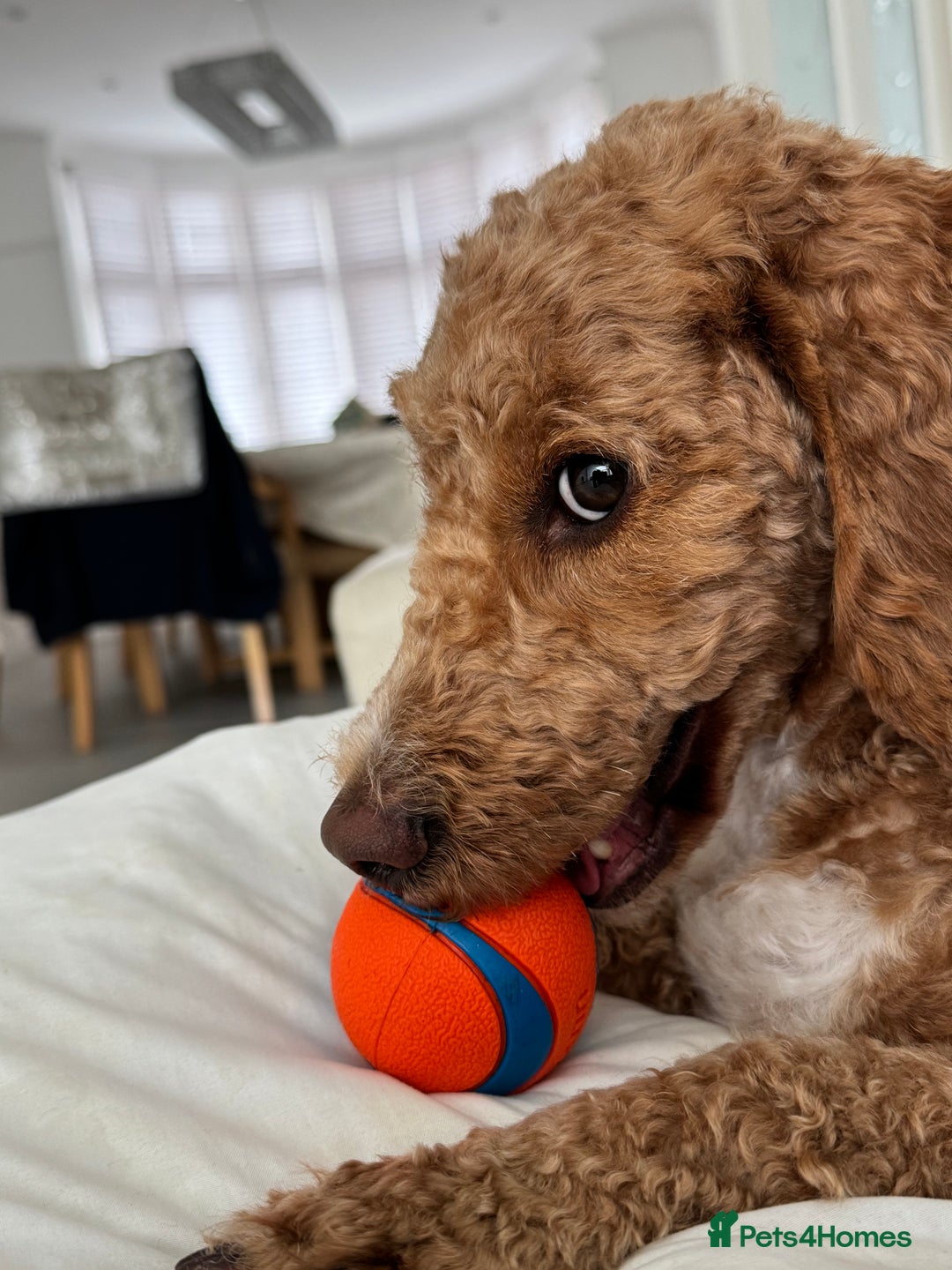 Cockapoo dogs for sale: Beautiful 3 year old female cockapoo - Image 2