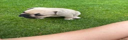 Mixed Breed dogs for sale: French bulldog/ British bulldog puppies  - Advert 17