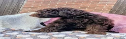 Spanish Water Dog dogs for sale: Spanish water dog - Advert 26