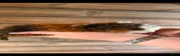 Guinea Pig rodents for sale: 2 male longhairs  - Advert 3