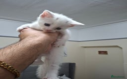 Asian cats for sale: Asian kittens - Image 6