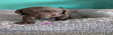 Cockapoo 6