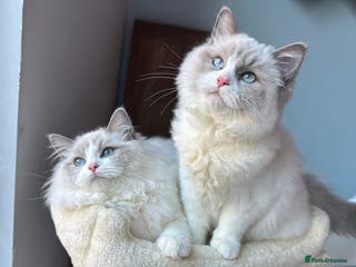 Ragdoll cats TICA Registered Ragdoll Kittens - Advert 10