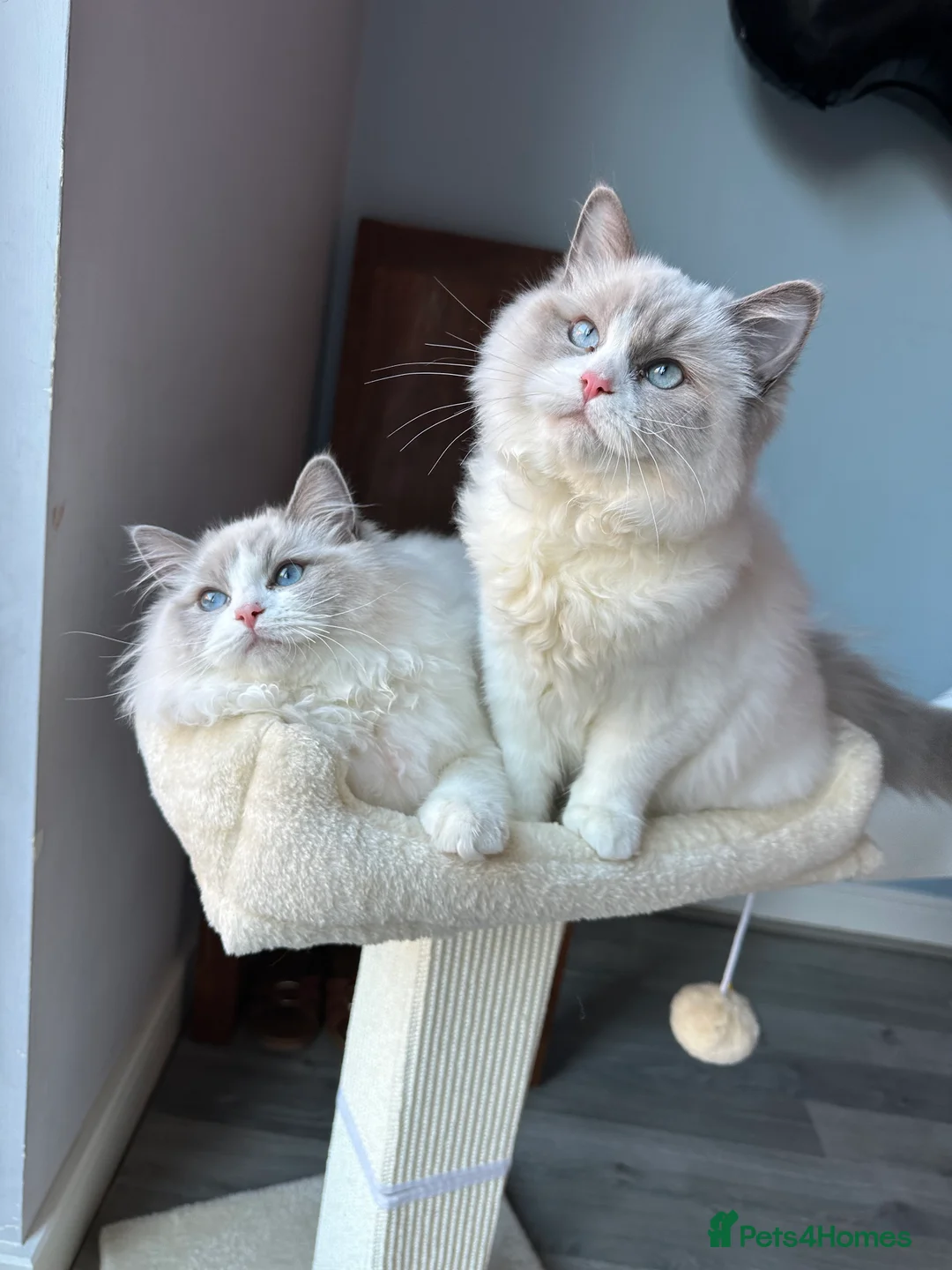 Ragdoll cats for sale:  ACTIVE CAT OR pet TICA Registered Ragdoll Kittens - Advert 4