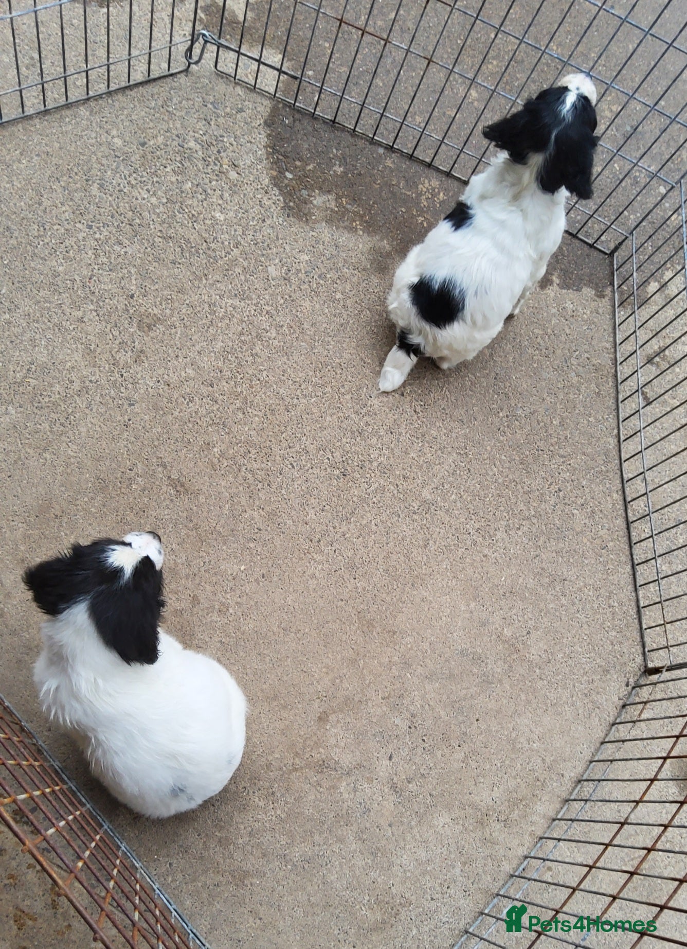 English Springer Spaniel dogs for sale: Photos! 2 Springer Spaniel beautiful pedigree pups - Advert 9