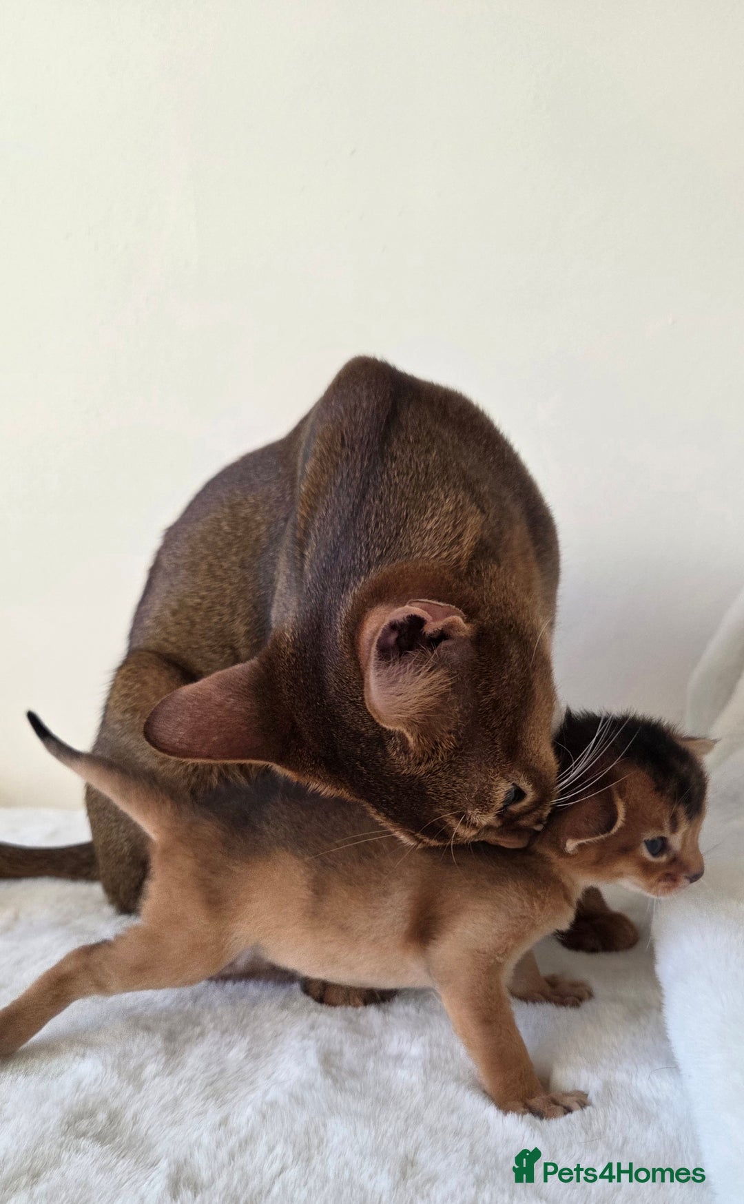Abyssinian cats for sale: TICA-registered Abyssinian kittens - Advert 2