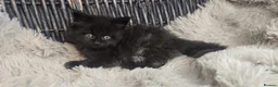 Maine Coon cats for sale: Adorable big Mainecoon babies  - Advert 13
