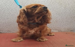 Cavalier King Charles Spaniel dogs for sale: 2 Cavalier king Charles puppies left - Image 28