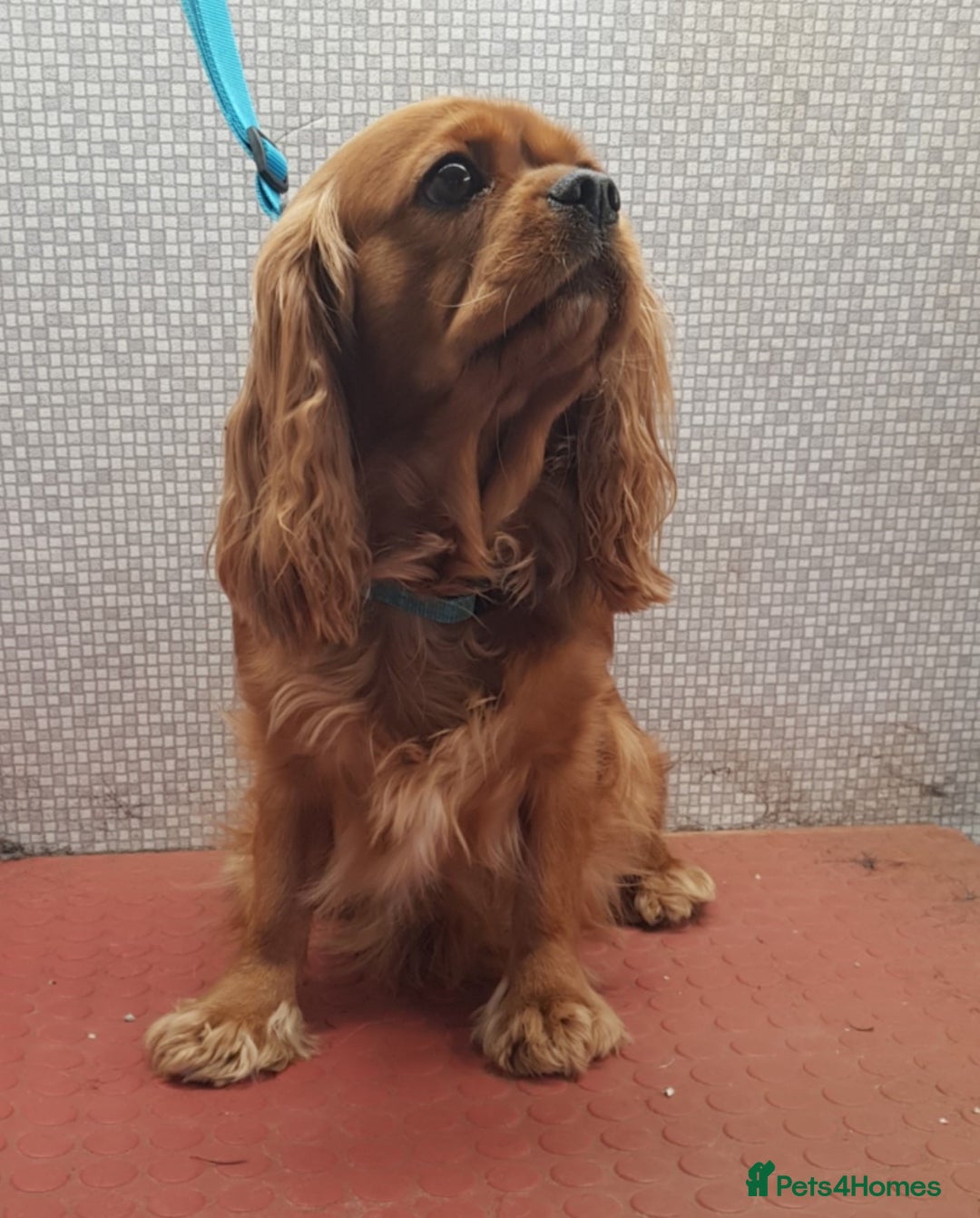 Cavalier King Charles Spaniel dogs for sale: 2 Cavalier king Charles puppies left - Image 28