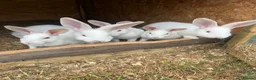 Mixed Breed rabbits for sale: Rabbits for sale  - Advert 8