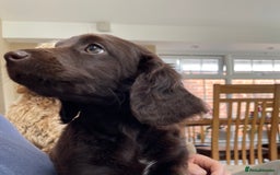 Australian Labradoodle dogs for sale: Pure Australian Labradoodles - READY TO LEAVE  - Image 16