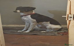 Mixed Breed dogs for sale: Jack and oreo  - Image 2