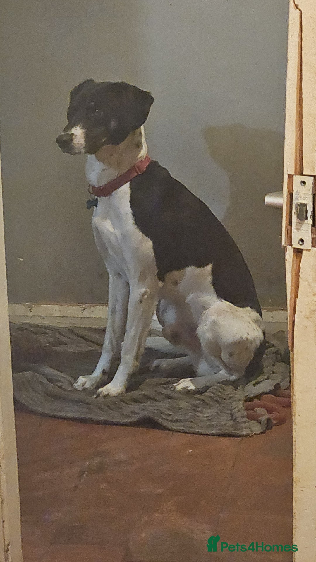 Mixed Breed dogs for sale: Jack and oreo  - Image 2