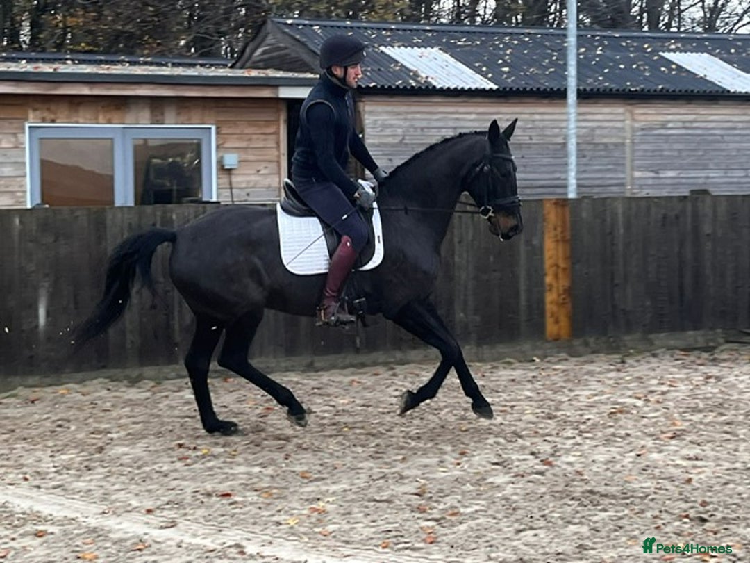 Danish Warmblood horses for sale: Holly KWPN mare by Mooiman - Advert 3