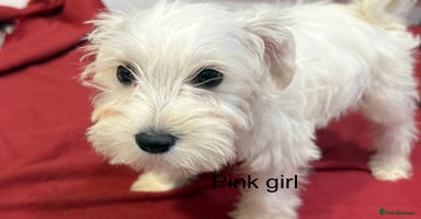 Schnoodle dogs - Advert 6
