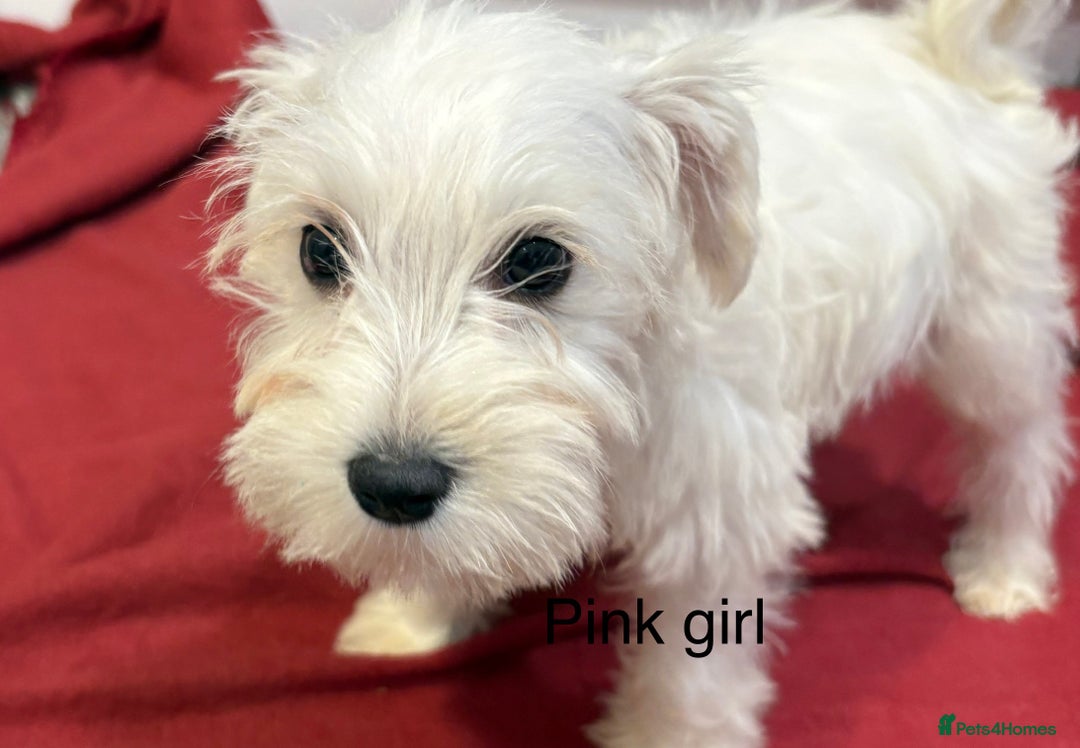 Schnoodle dogs for sale: Schnoodles  - Image 2