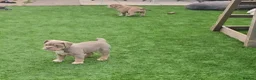 Olde English Bulldogge dogs for sale: Stunning Olde English Bulldogge Pups - Advert 12