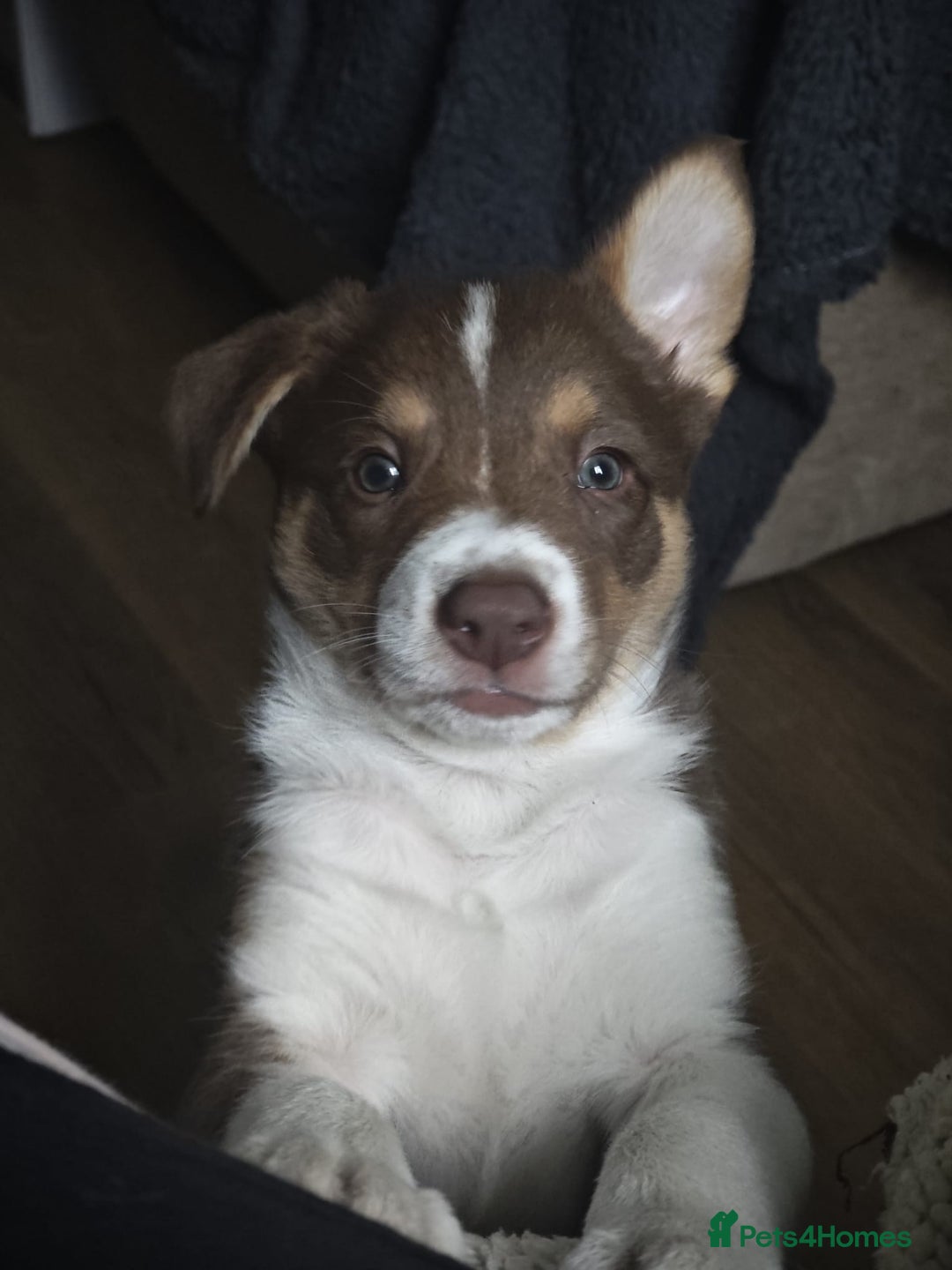 Border Collie dogs for sale: KC registered Border collie boy - Image 3