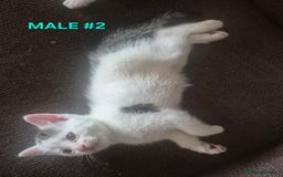 Mixed Breed cats for sale: 3 Beautiful Tabby/Russian Blue kittens - Image 10