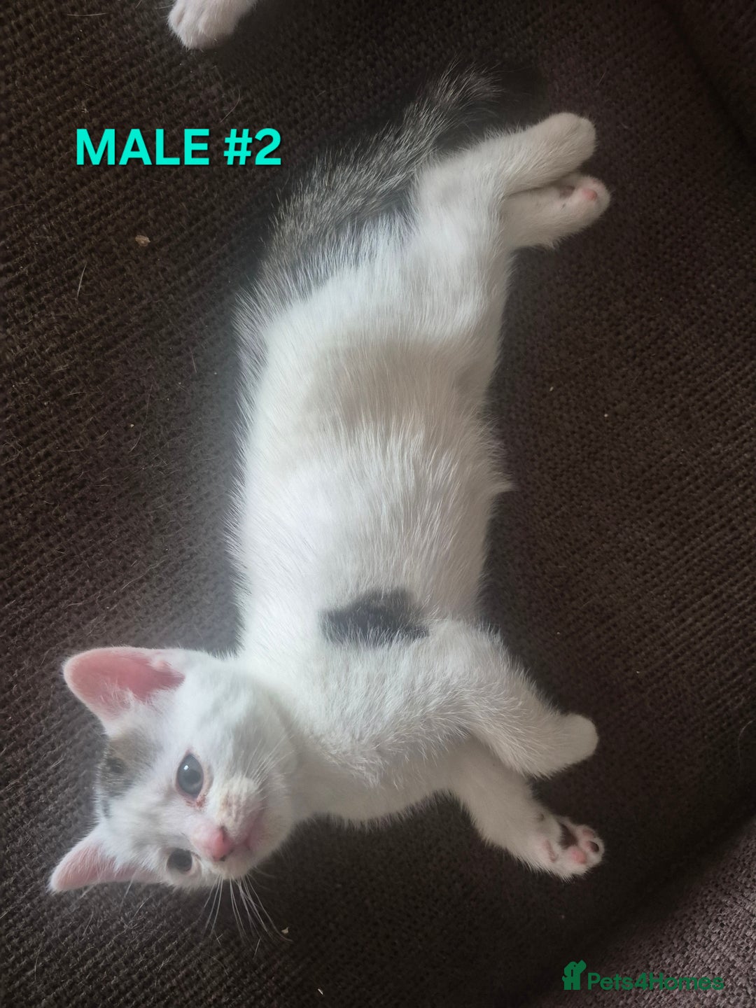 Mixed Breed cats for sale: 3 Beautiful Tabby/Russian Blue kittens - Image 10