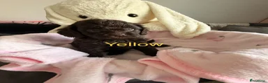 Yellow boy