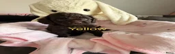 Cavapoo dogs for sale: Rare f1 cavapoo true chocolate  - Advert 7