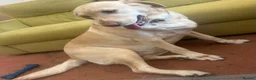 Labrador Retriever dogs for sale: Labrador Retriever - Emotional Support dog  - Advert 5