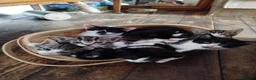 Mixed Breed cats for sale: Friendly, gorgeous litter-trained mixed kittens - Advert 3