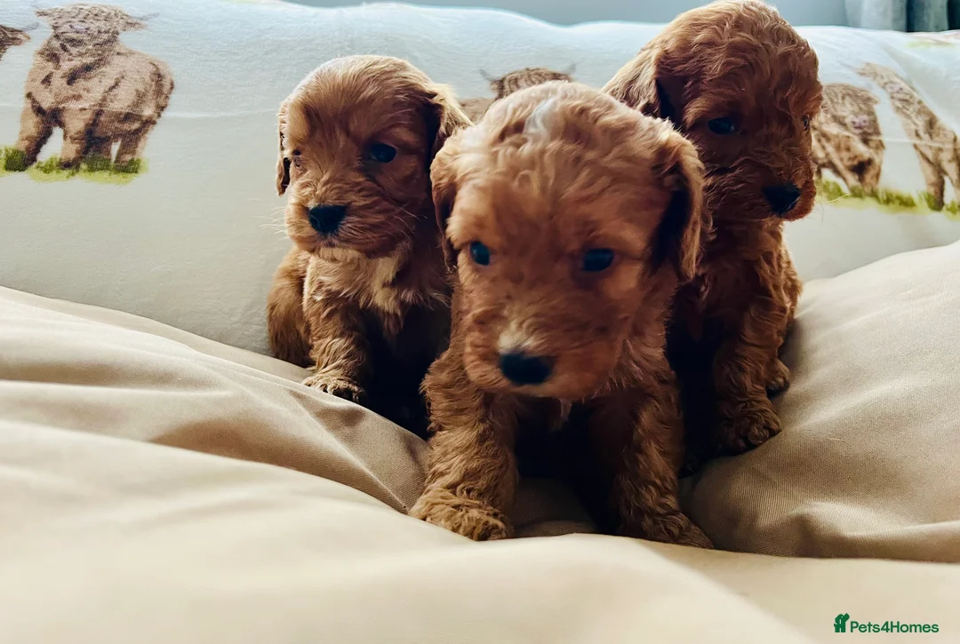 Cockapoo dogs for sale:  Stunning F1 DNA clear cockapoo puppies  - Advert 3