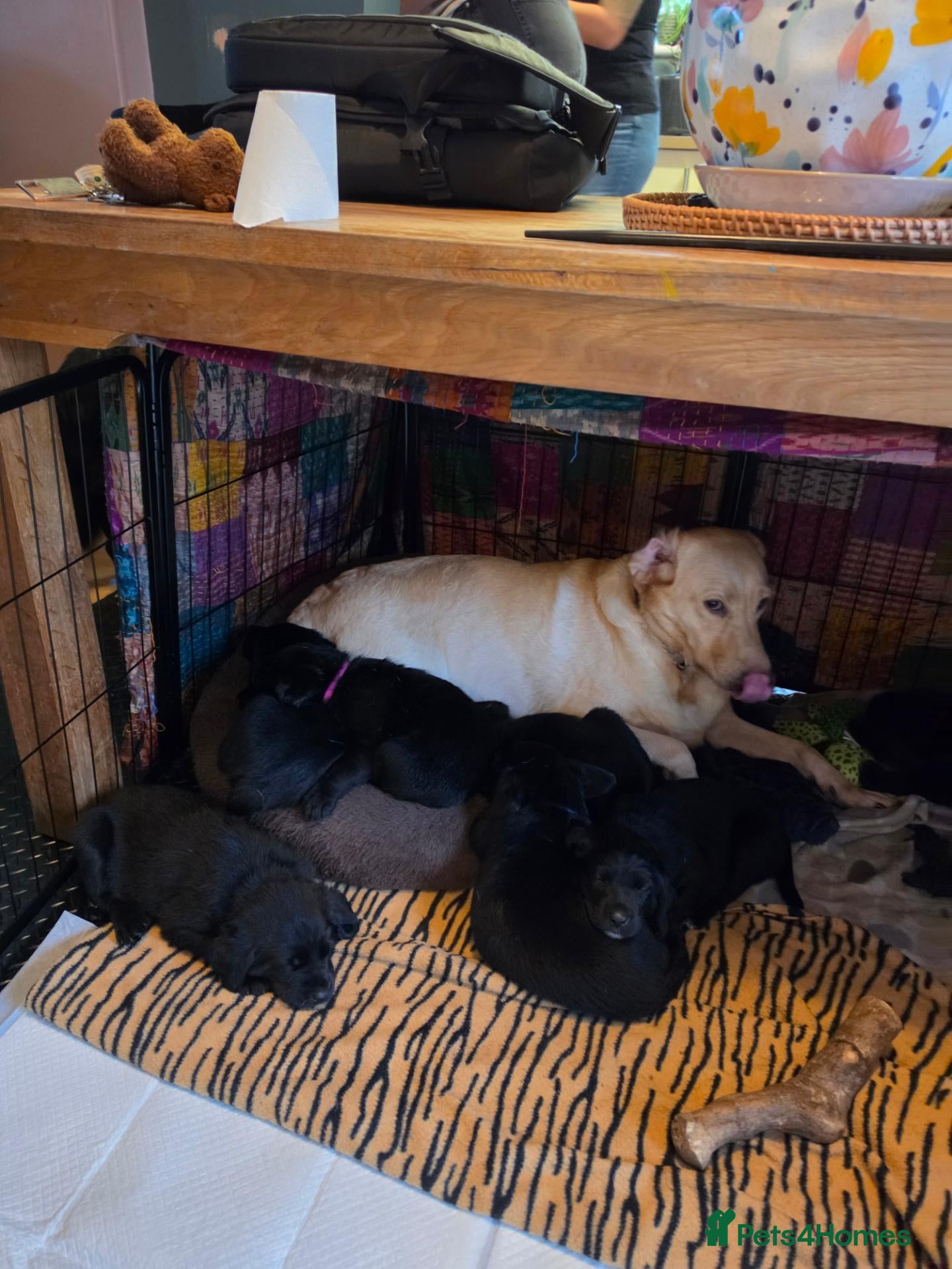 Mixed Breed dogs Lab x springer x german shepard  - Advert 1