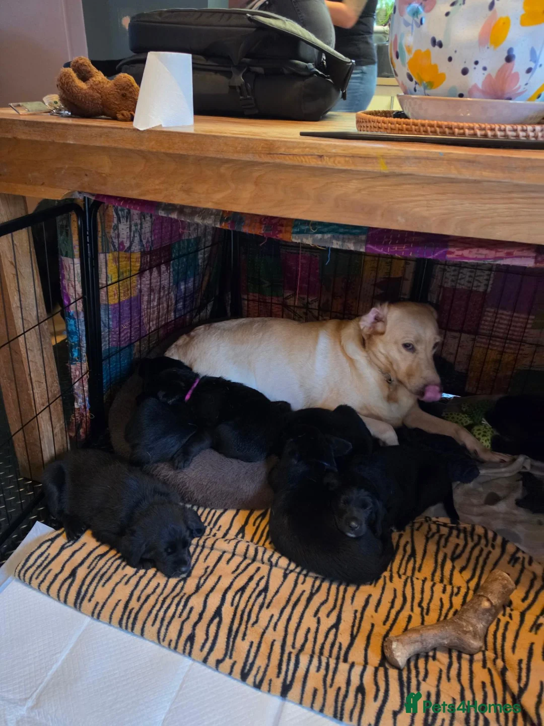 Mixed Breed dogs for sale: Lab x springer x german shepard  - Advert 1