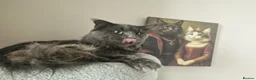 Maine Coon cats for sale: Thunder  - Advert 6