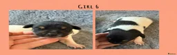 Jack Russell dogs for sale: Beutiful Tri colour Jack Russell Terriers in Caernarfon - Advert 6