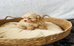 Maltipoo dogs for sale: F1 Toy Maltipoo puppys   - Image 34